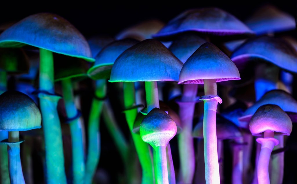 A group of magic mushrooms illuminated by green and blue lights